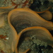 Steginoporella chartacea - Photo (c) Nick Shaw, algunos derechos reservados (CC BY-NC), subido por Nick Shaw