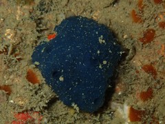Psammocinia