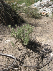 Teucrium libanitis