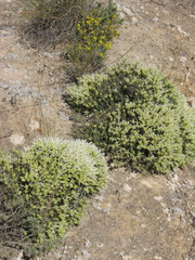 Thymus membranaceus