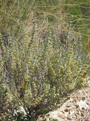 Thymus zygis gracilis