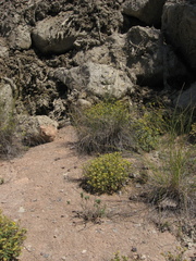 Helianthemum squamatum