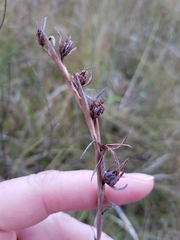 Image of Pleea tenuifolia
