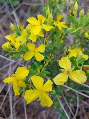 Hypericum microsepalum