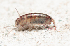 Arcitalitrus