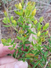 Hypericum microsepalum