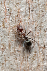 Iridomyrmex rufoniger