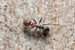 Iridomyrmex rufoniger