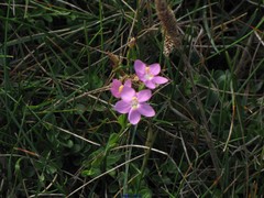 Centaurium chloodes