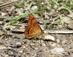 Emesis saturata
