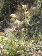 Astragalus alopecuroides