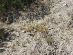 Astragalus alopecuroides