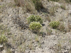 Thymus membranaceus