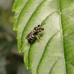 Ceratina lieftincki