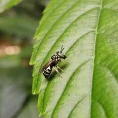 Ceratina lieftincki