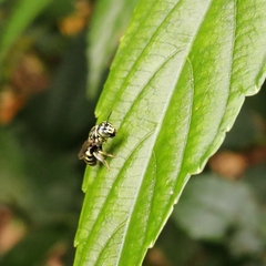 Ceratina lieftincki