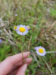 Erigeron quercifolius