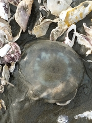 Acromitus flagellatus