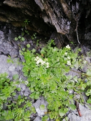 Galium anisophyllon