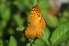 Phalanta phalantha aethiopica