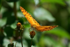 Phalanta phalantha aethiopica