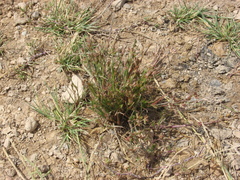 Juncus pygmaeus