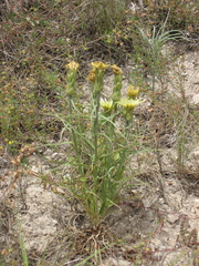 Scorzonera angustifolia