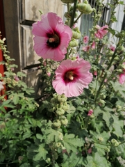 Alcea rosea