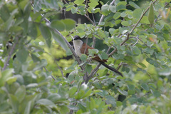 Centropus senegalensis