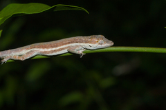 Anolis litoralis