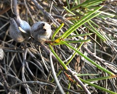 Hakea vittata