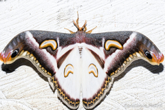 Epiphora albidus