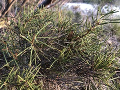 Hakea vittata