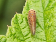 Idiodonus cruentatus