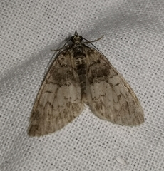 Hydriomena impluviata