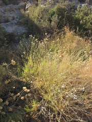 Gypsophila struthium