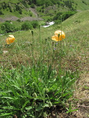 Papaver oreophilum