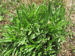 Papaver oreophilum