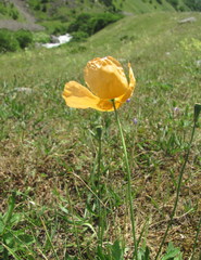 Papaver oreophilum