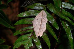 Ugia insuspecta