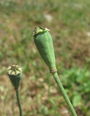 Papaver oreophilum