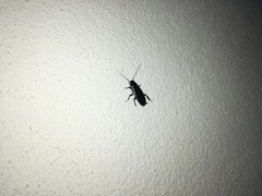 Loboptera decipiens
