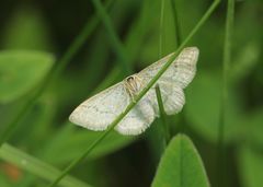 Idaea pallidata