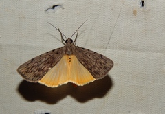 Sommeria meridionalis