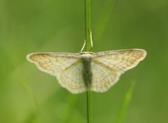 Idaea pallidata