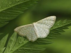 Idaea pallidata