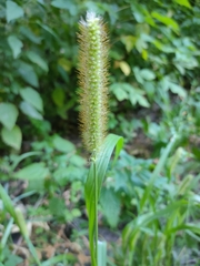 Setaria pumila
