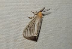 Cimola opalina