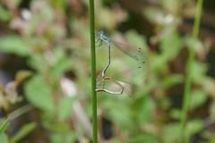 Lestes sponsa