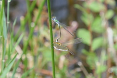 Lestes sponsa